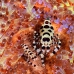 shrimp_coleman_bhr_tam_v_0529_bal6485.jpg
